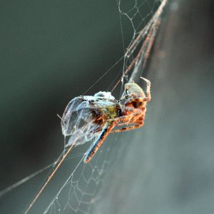 Mort the Spider